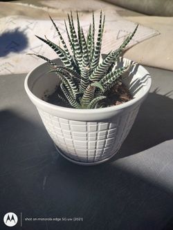 Haworthia Plant