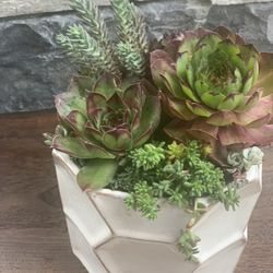 Succulent Arrangement And White Ceramic Pot