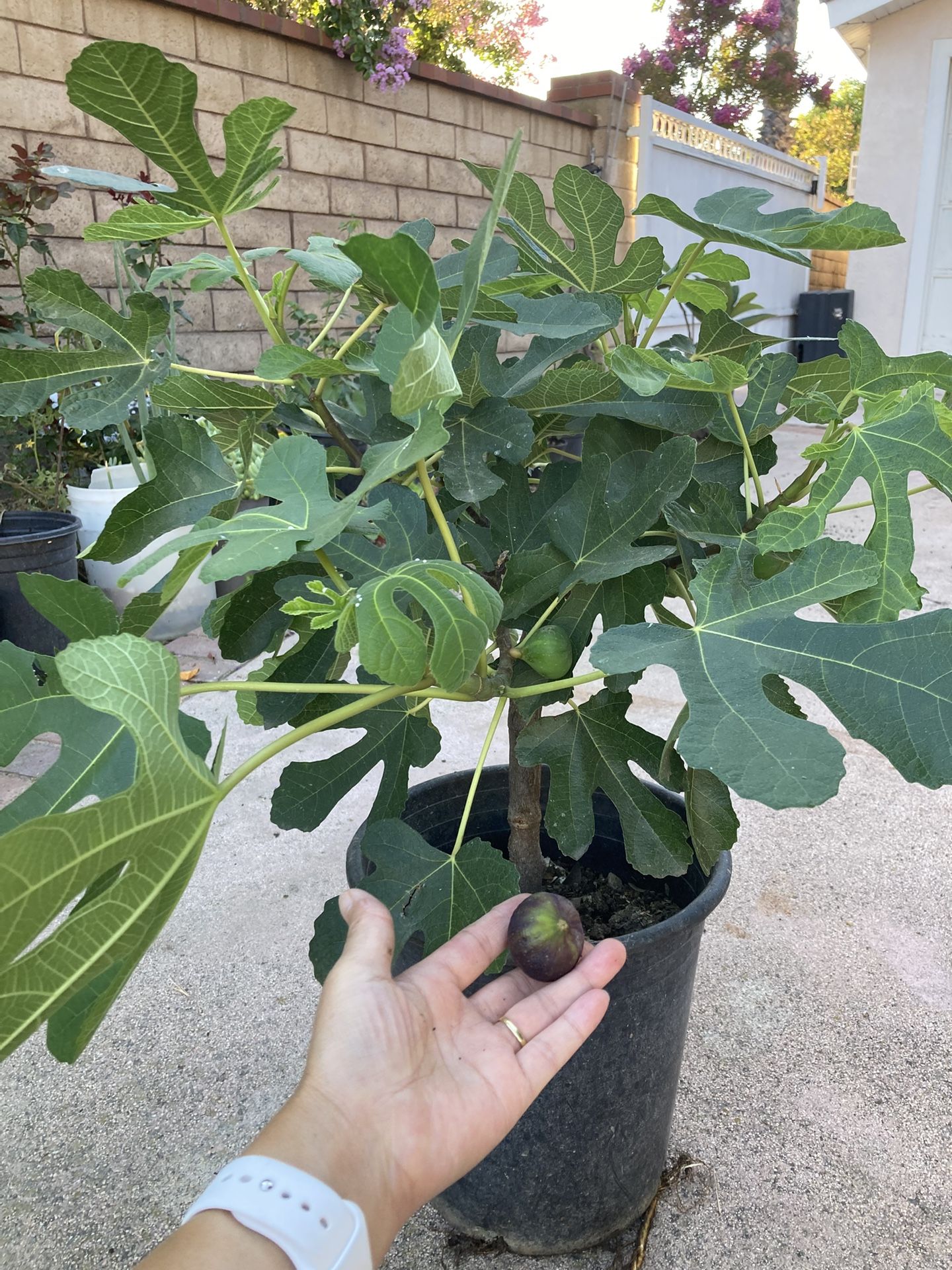 Fig Tree