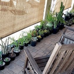 Cactus and Succulent Plants