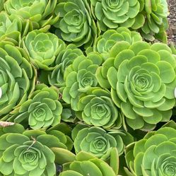 Beautiful Aeoniums Available 