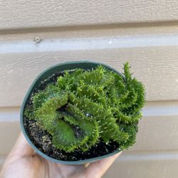 4” crested medusa