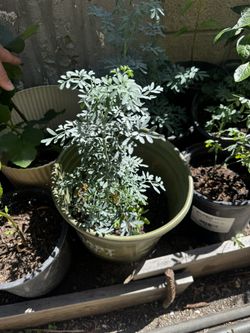 Planta de Ruda