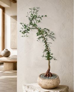 ~ 38” Tall Operculicarya Decaryi/ Elephant Tree (Planter Included) #RB1 ‘Local LA Seller’