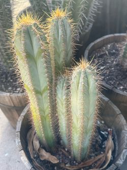 Blue torch cactus