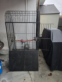 Bird Cage 