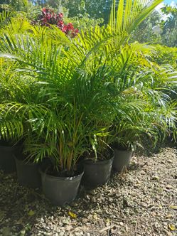 Areca palms 7gl $16