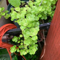 Nettle Baby Tear Hard Leaf Plant Succulent
