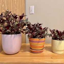 Tradescantia House Plant. Sammamish, Beaver Lake 