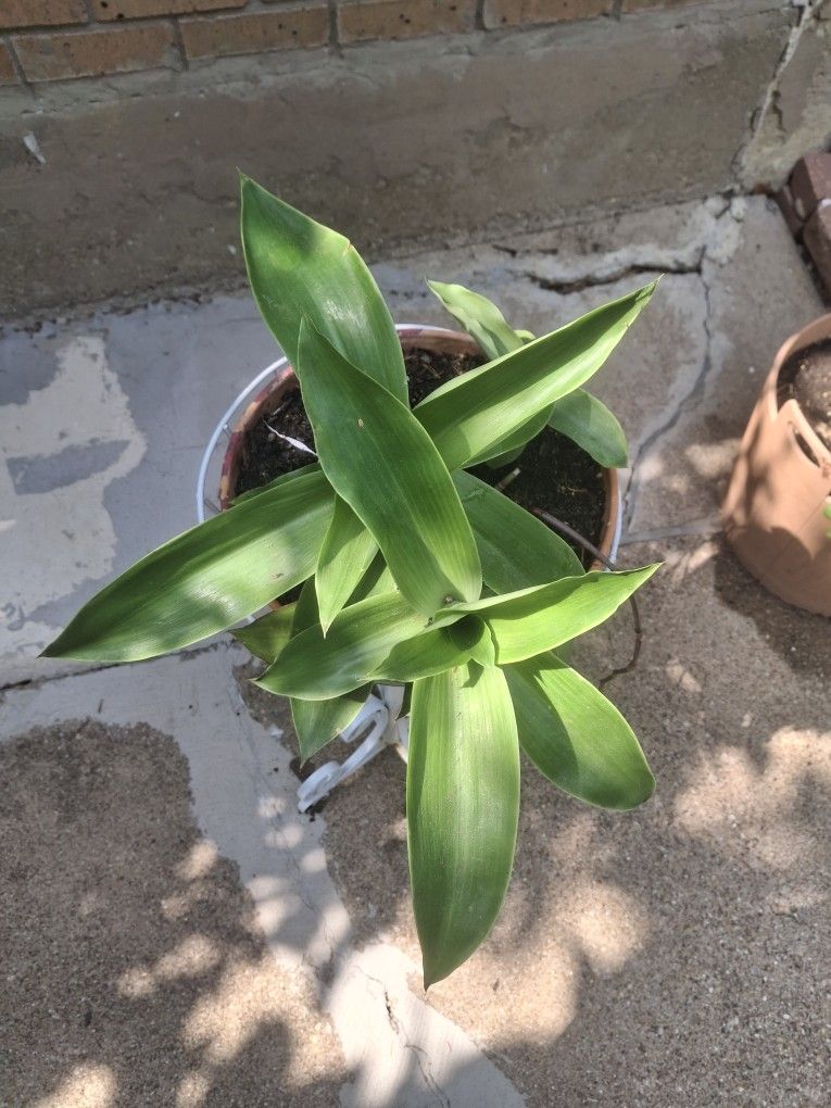 Spider Plant