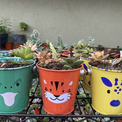 Hanging Succulents