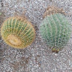 Large, mature Golden Barrel And Fishhook Barrel Cactus 