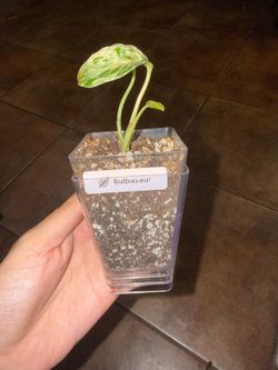 Monstera Bulbasaur
