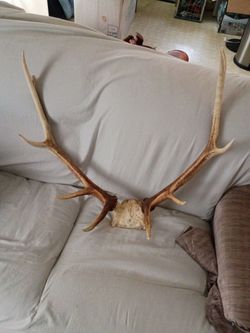 Real Elk Antlers on Skull Cap