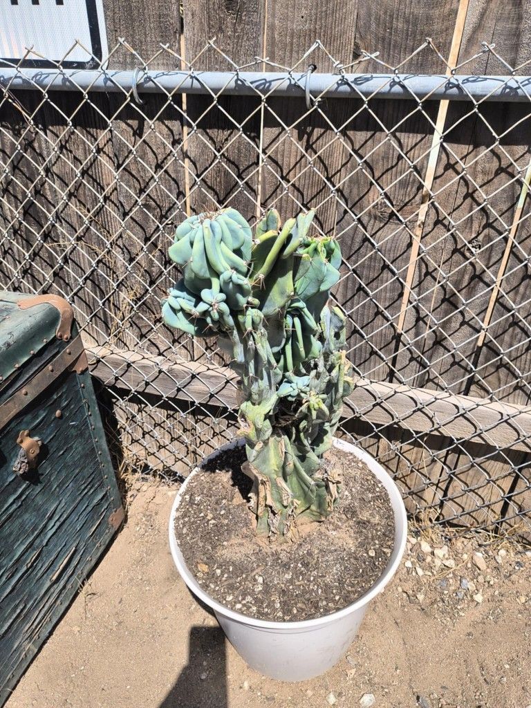 Cactus Monstrose