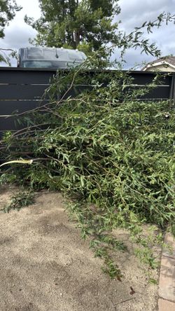 FREE Fresh mesquite