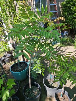 Pistachio Tree's Fruit Less