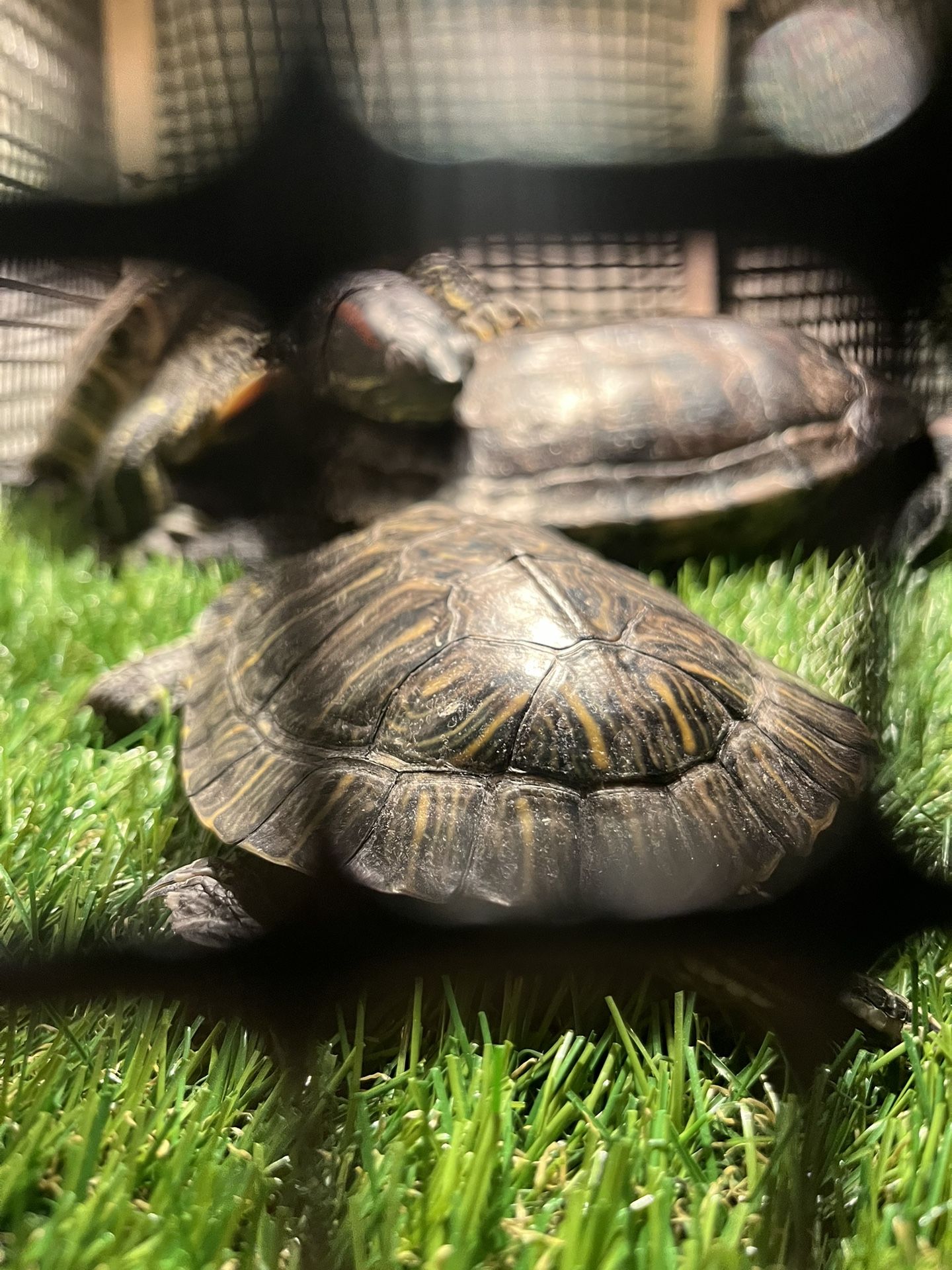 Reptile Rescue (READ BIO)