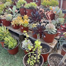 Variety Of Succulents Plants 