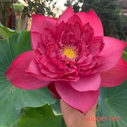 Multiple Types and Color of Lotus Plant for sale. Please read DESCRIPTION.