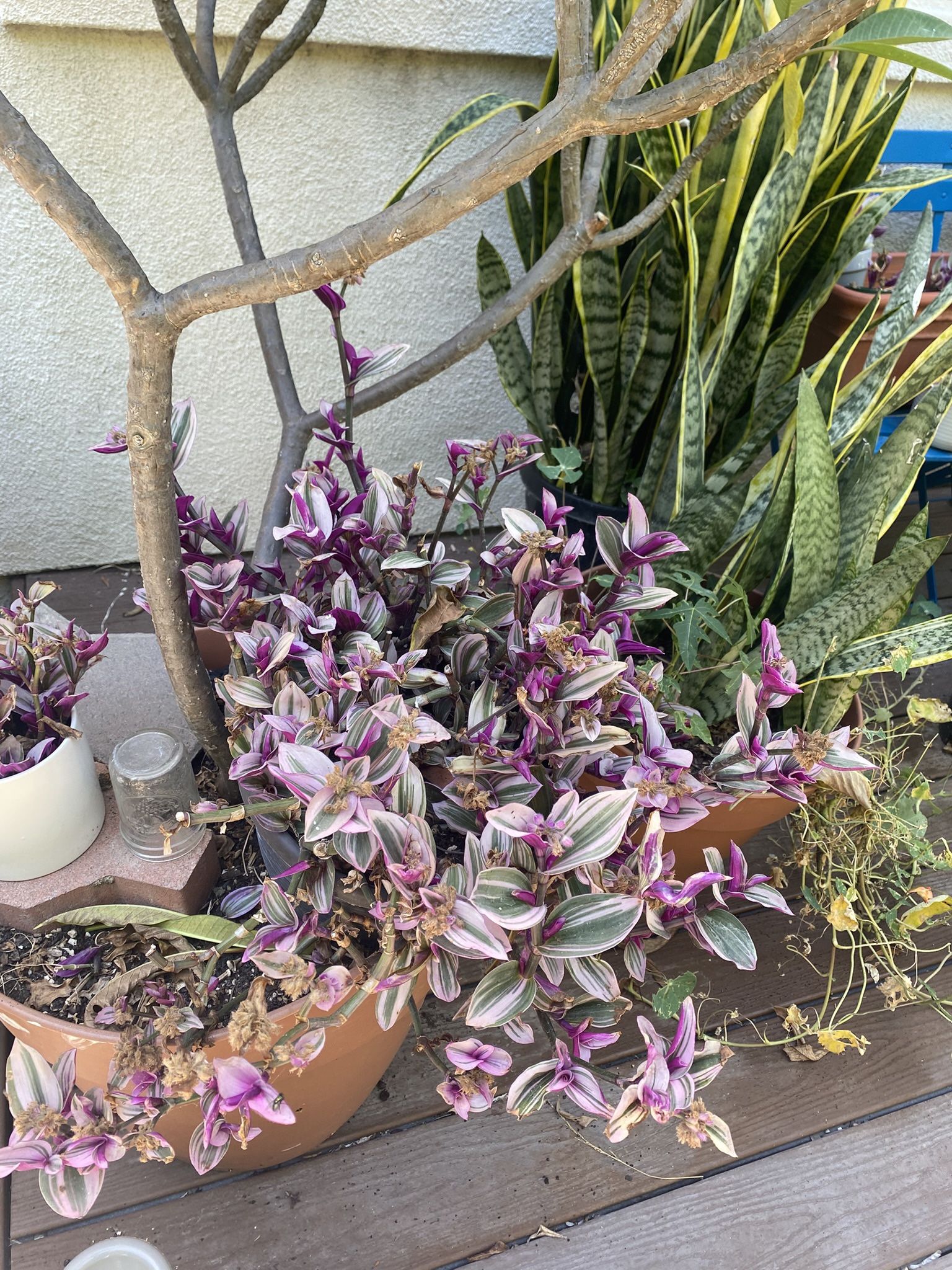 Tradescantia nanouk cuttings