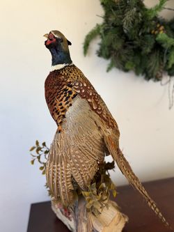 Antique pheasant specimen