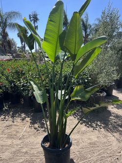 Giant Bird Of Paradise 