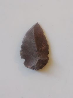Indian Arrowhead.