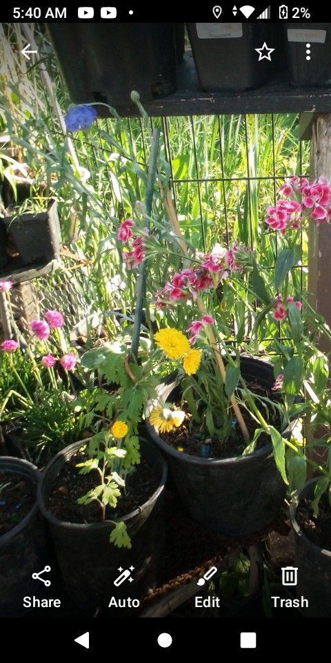 Huge Plant Sale 3$ And Up