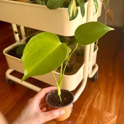 Monstera baby🪴2”pot easy live indoor plant