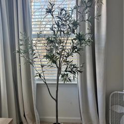 6ft Olive Tree