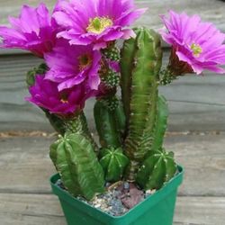 Cactus  Elque Esta Floriando Nose Bede  Nomas  Loqno Tinen Flor  En Apple Valley 