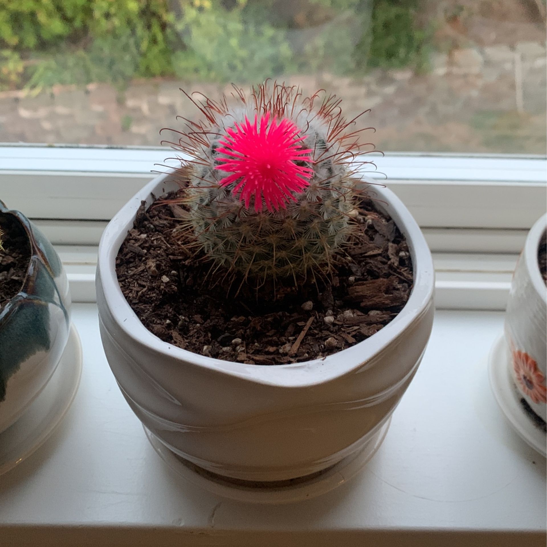 Cactus With Fake Plant