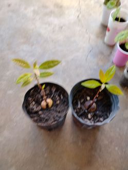 Plantas de aguacate $5 cada una