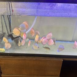 Aquarium Fish Tank 