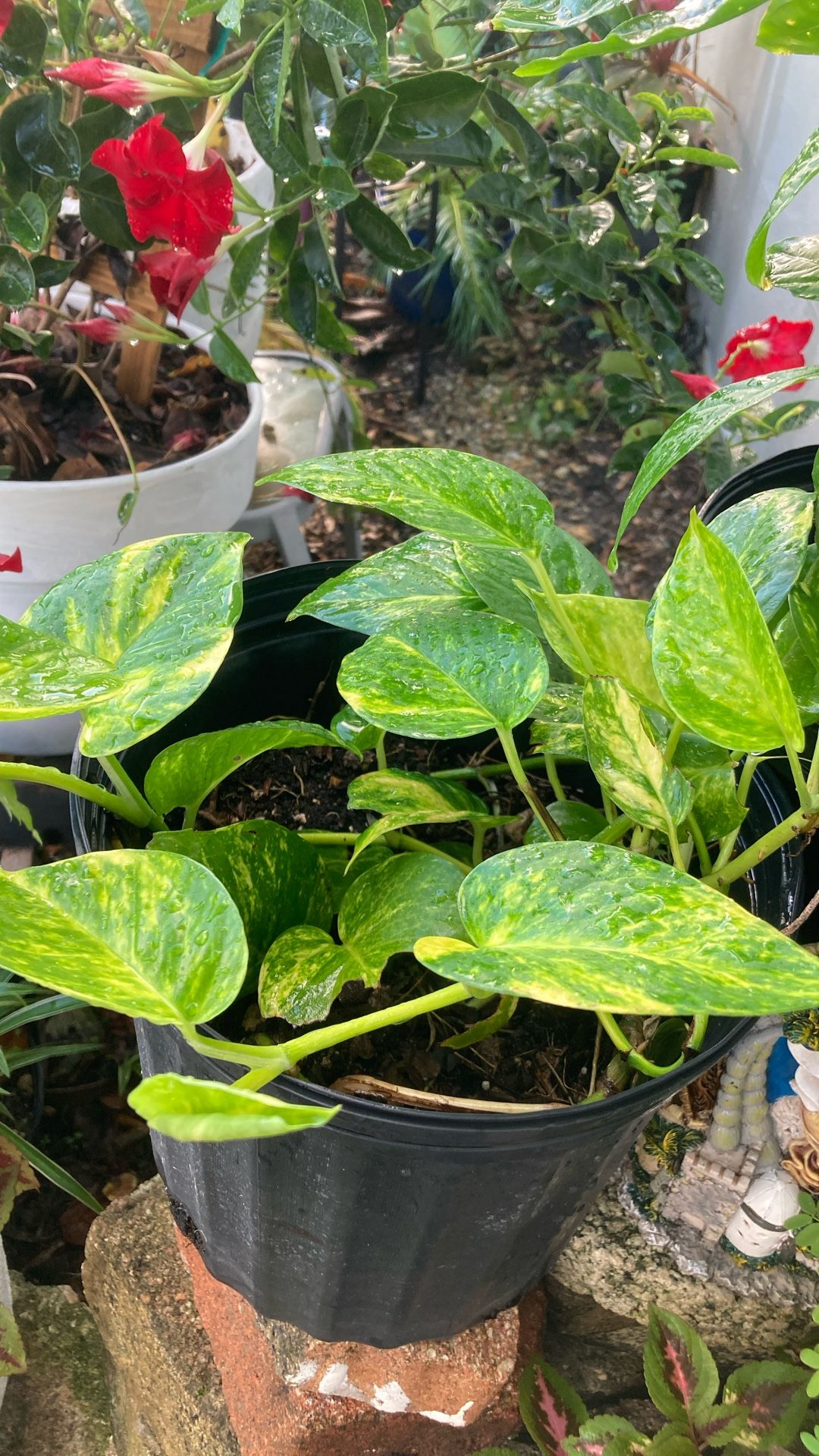 LPlantas