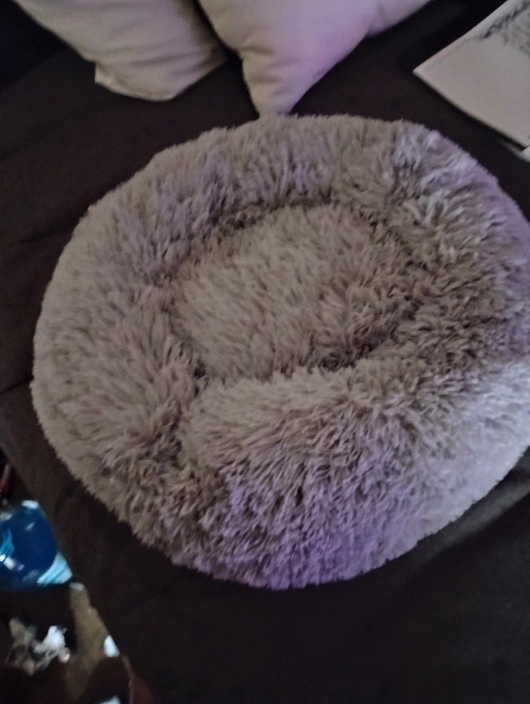 cat bed
