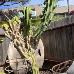 Cactus $30