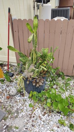 Potted succulent garden