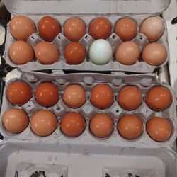 Organic Free Ranged Farmed EGGS