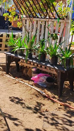 Plantas de sabila sacate de limón árbol de oliva