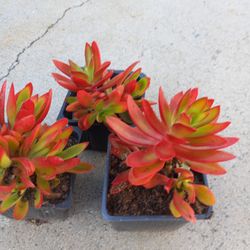 Succulent Nice Plant 3.00 Each Low Price 