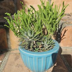 Planted Pot of SUCCULENTS/CACTI/CACTUS