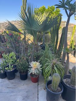 Wide variety of cactus and succulents plants