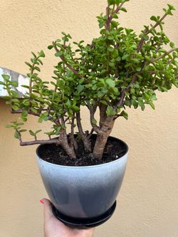 Beautiful bonsai tree in a pot