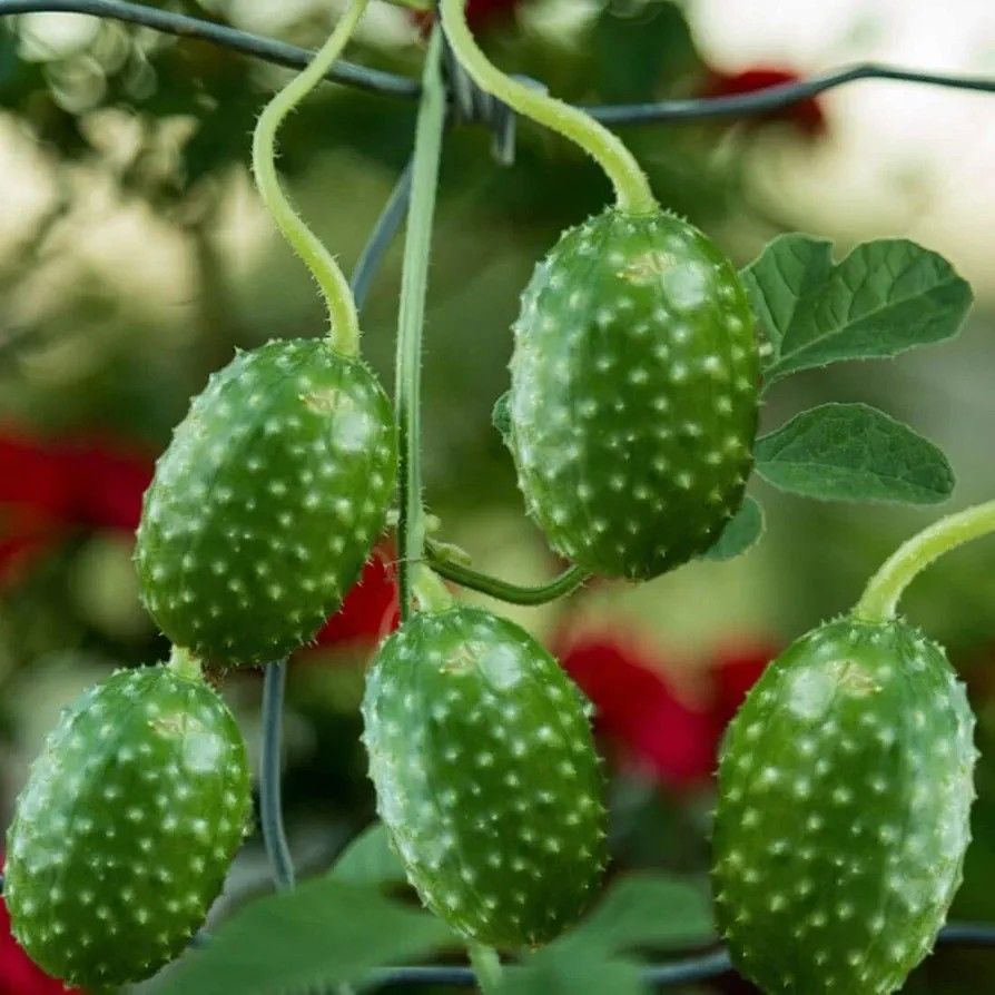 Indian BURR gherkins (Pepino Del MONTE)