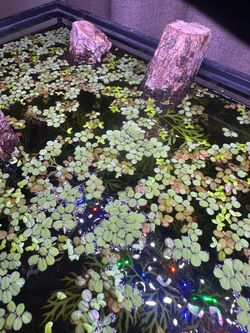 Duckweed