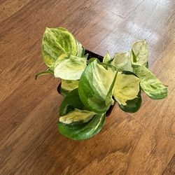 Manjula pothos plant + free bird of paradise plant starter