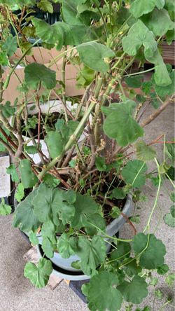 Geraniums in pot decorative green plants drought resistant easy to care for green with pink flowers
