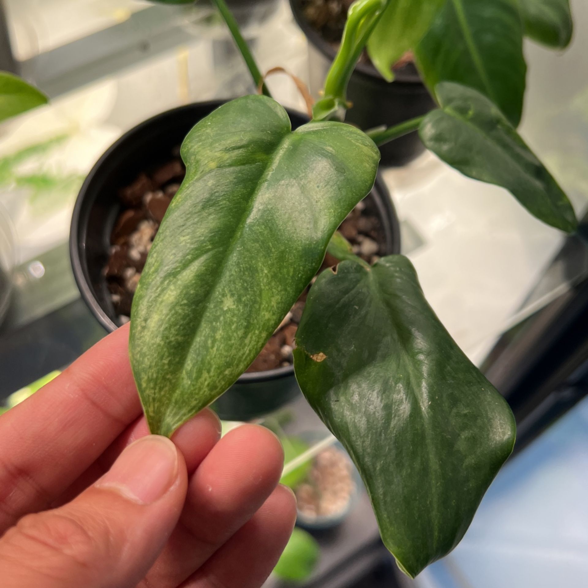 Philodendron Variegated 'Splash Gordon' Plant Lawn & Garden